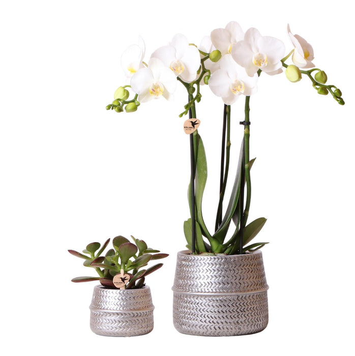 White Phalaenopsis Og Crassula Ovata Orchid Duo Og Deres Sølvkeramiske Plantepotter