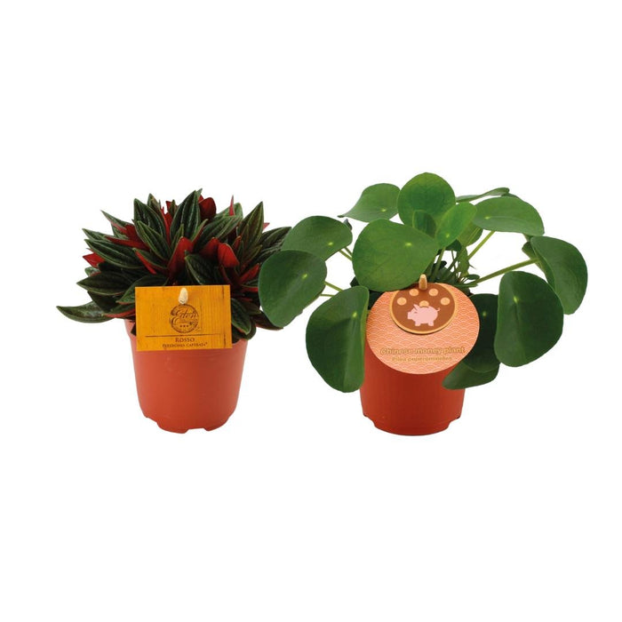 Duo Peperomia Pilea