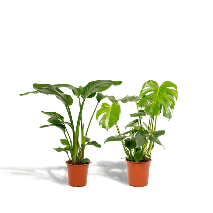 Duo Strelitzia Nicolai Og Monstera