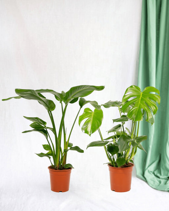 Duo Strelitzia Nicolai Og Monstera