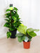 Duo Av Store, Essensielle Planter