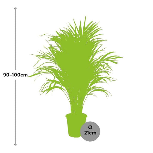 Dypsis Lutescens