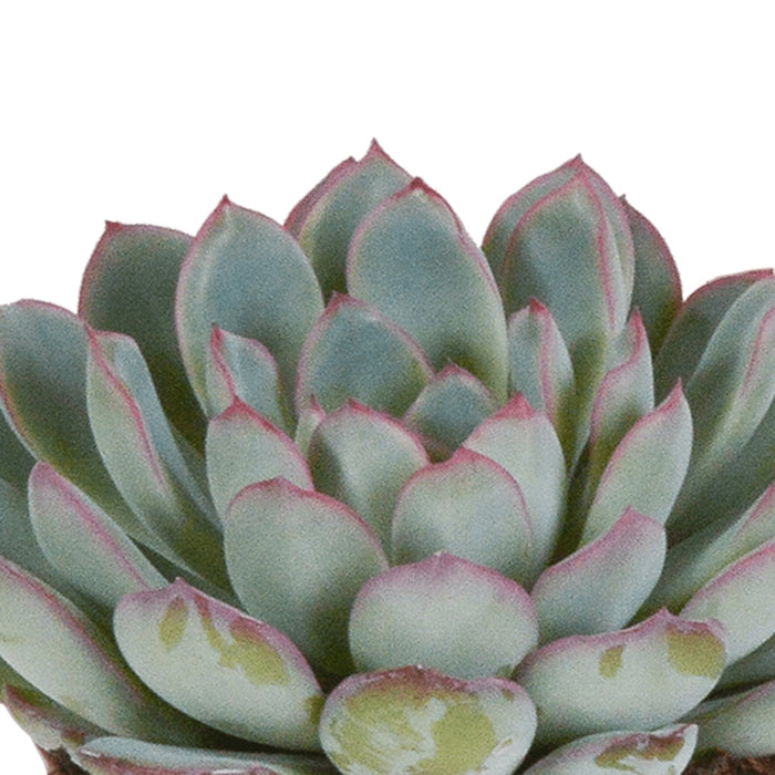 Echeveria, Boks Med 3 Planter, H15Cm