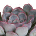 Echeveria, Boks Med 3 Planter, H15Cm