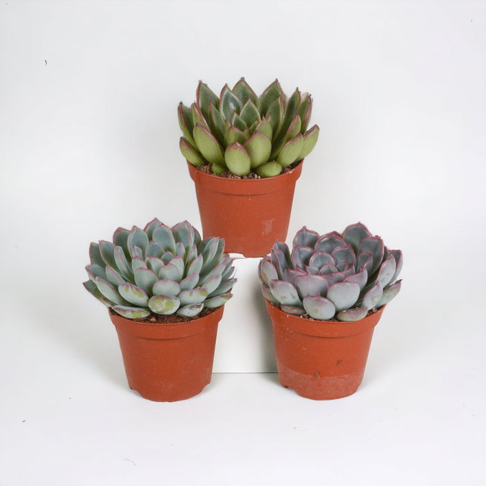 Echeveria, Boks Med 3 Planter, H15Cm