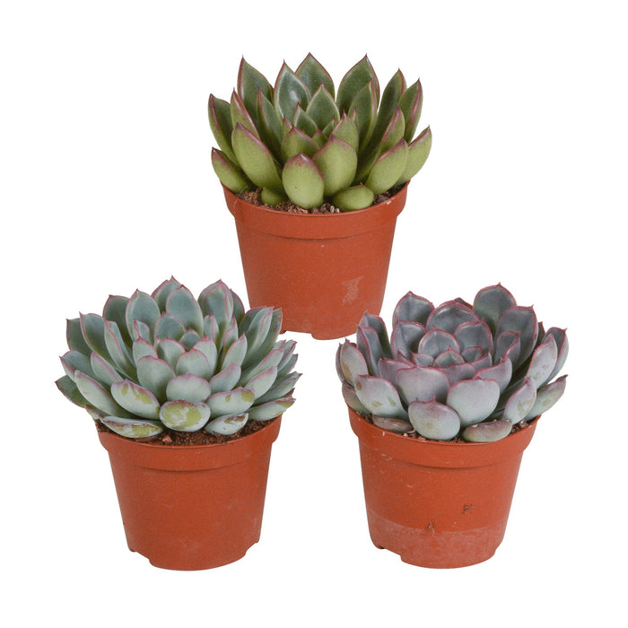 Echeveria, Boks Med 3 Planter, H15Cm