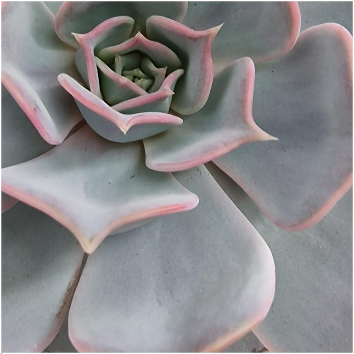 Echeveria Lilacina Og Dens Hvite Støtte