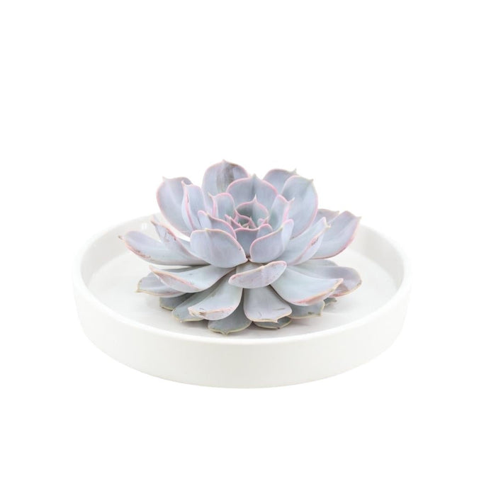 Echeveria Lilacina Og Dens Hvite Støtte