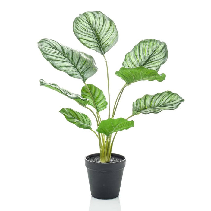 Kunstig Emerald Calathea Orbifolia 45 Cm I Pot