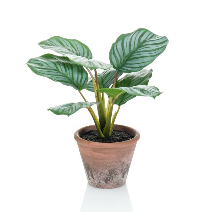 Emerald Calathea Orbifolia Artificial Terra 32 Cm I Pot