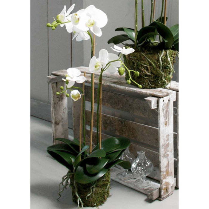 Emerald Artificial Phalaenopsis Orchid 70 Cm Hvit