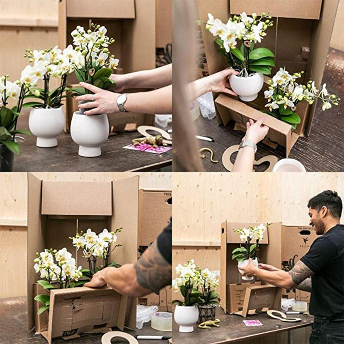 Sett Med Grønne Planter Med Oransje Phalaenopsis Orkidé