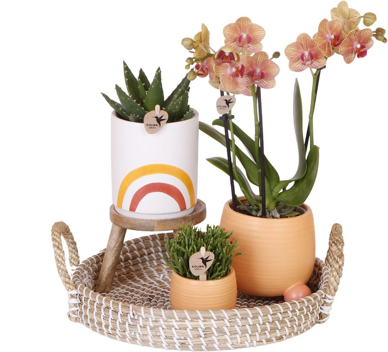 Sett Med Grønne Planter Med Oransje Phalaenopsis Orkidé