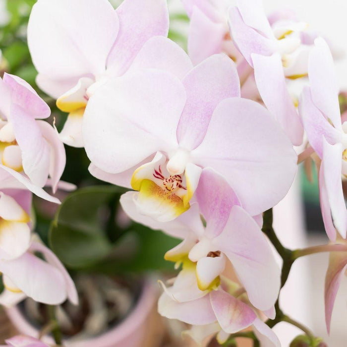 Sett Med Grønne Planter Med Rosa Orkide Og Tilbehør