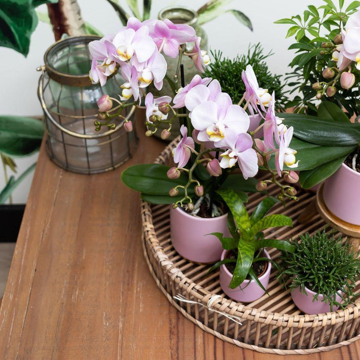 Sett Med Grønne Planter Med Rosa Orkide Og Tilbehør