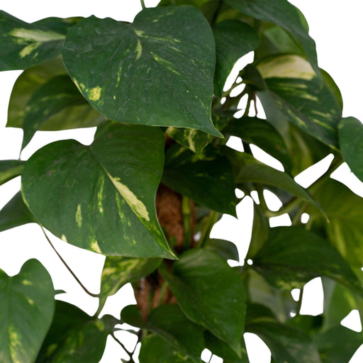 Epipremnum Aureum Og Dens Veileder H60Cm