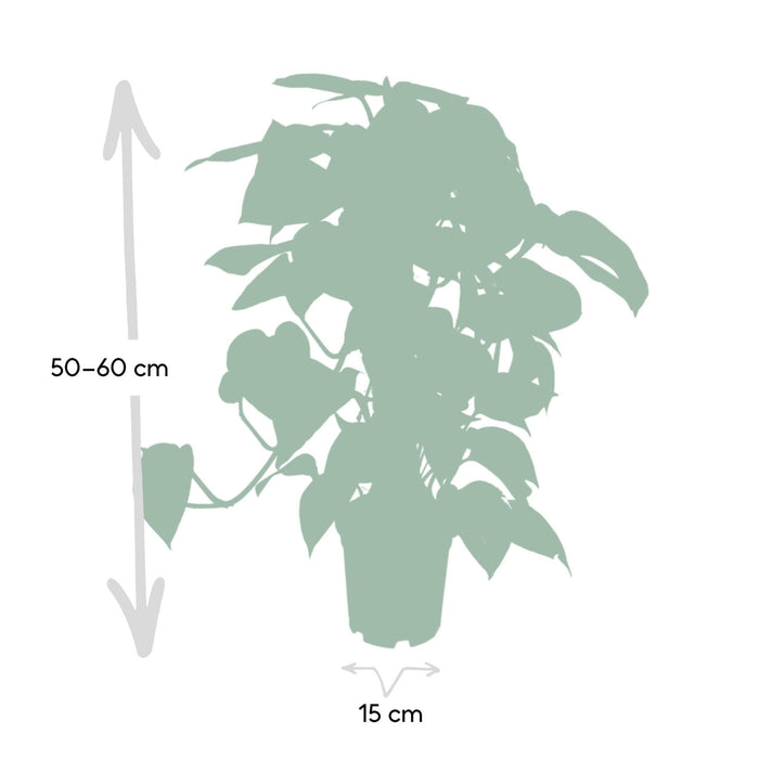 Epipremnum Aureum Og Dens Veileder H60Cm