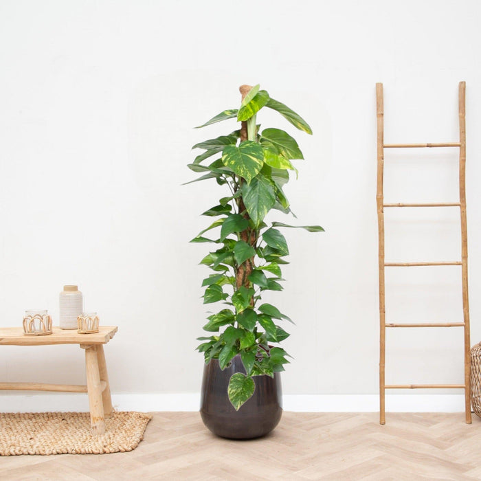 Epipremnum Aureum Pothos