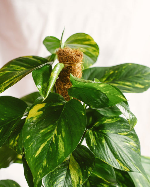 Epipremnum Pothos