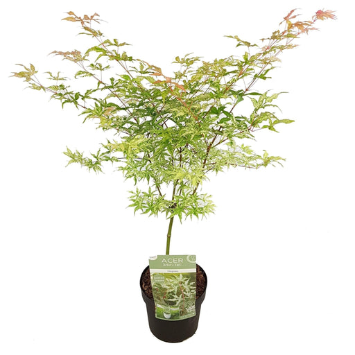 Japansk Lønn - ↨30Cm -Ø19Cm - Uteplante