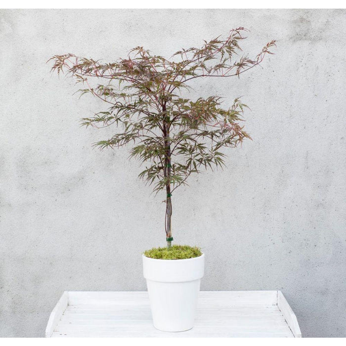 Japansk Lønn - Acer 'Garnet'