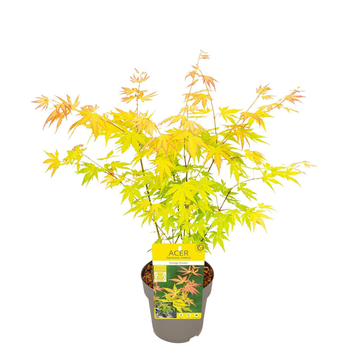 Japansk Lønn - Acer 'Jerre Schwartz' - ↨40Cm - Ø19Cm