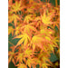 Japansk Lønn - Acer Palm. 'Katsura' - ↨40Cm - Ø19Cm