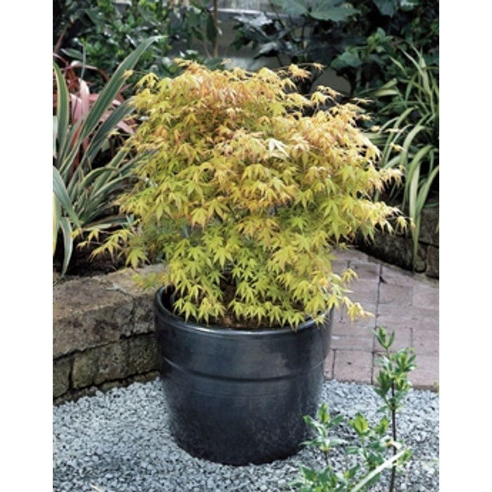 Japansk Lønn - Acer Palm. 'Katsura' - ↨40Cm - Ø19Cm