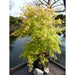 Japansk Lønn - Acer Palm. 'Katsura' - ↨40Cm - Ø19Cm