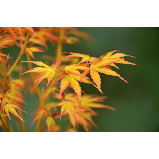 Japansk Lønn - Acer Palm. 'Katsura' - ↨40Cm - Ø19Cm