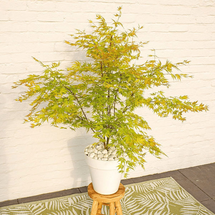 Japansk Maple Acer Palm. 'Orange Lace'® H40Cm