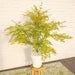 Japansk Maple Acer Palm. 'Orange Lace'® H40Cm