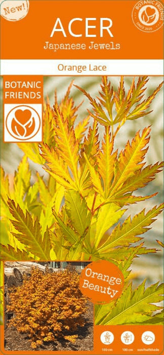 Japansk Maple Acer Palm. 'Orange Lace'® H40Cm