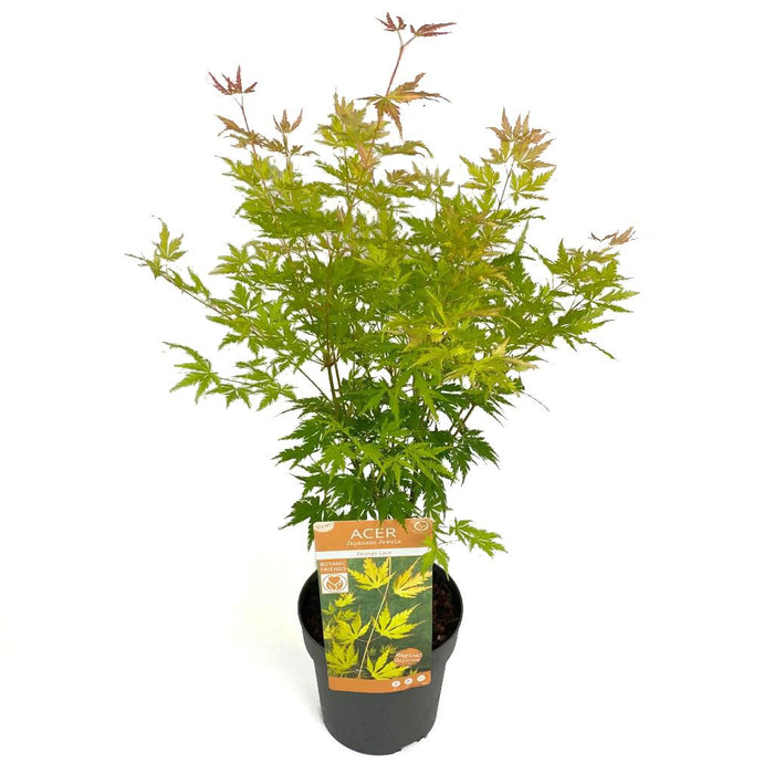 Japansk Maple Acer Palm. 'Orange Lace'® H40Cm