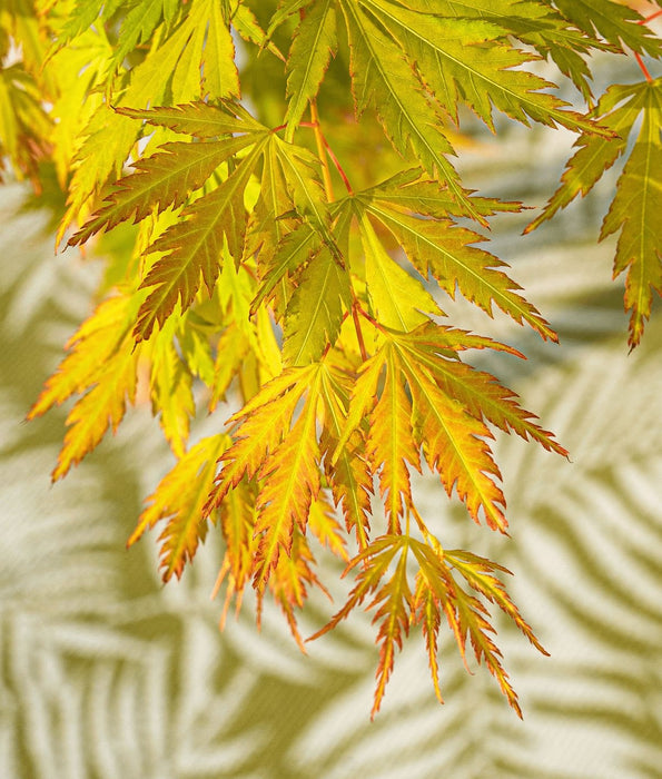 Japansk Maple Acer Palm. 'Orange Lace'® H40Cm