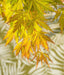 Japansk Maple Acer Palm. 'Orange Lace'® H40Cm