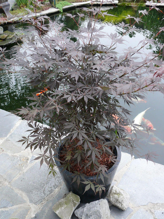 Japansk Lønn - Acer Palm. 'Sumi-Nagashi' - ↨130Cm - Ø30Cm - Utendørsanlegg