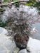 Japansk Lønn - Acer Palm. 'Sumi-Nagashi' - ↨130Cm - Ø30Cm - Utendørsanlegg