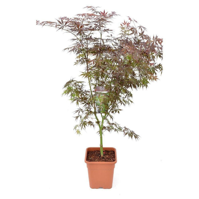 Japansk Lønn - Acer Palm. 'Sumi-Nagashi' - ↨130Cm - Ø30Cm - Utendørsanlegg