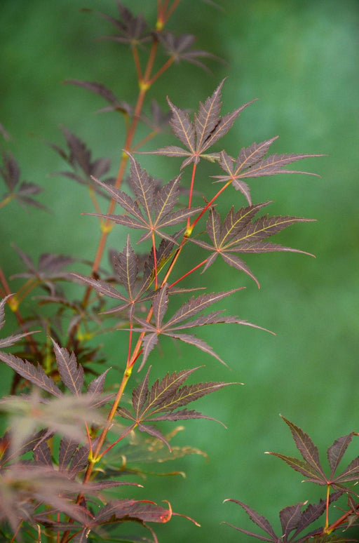 Japansk Lønn - Acer Palm. 'Sumi-Nagashi' - ↨130Cm - Ø30Cm - Utendørsanlegg