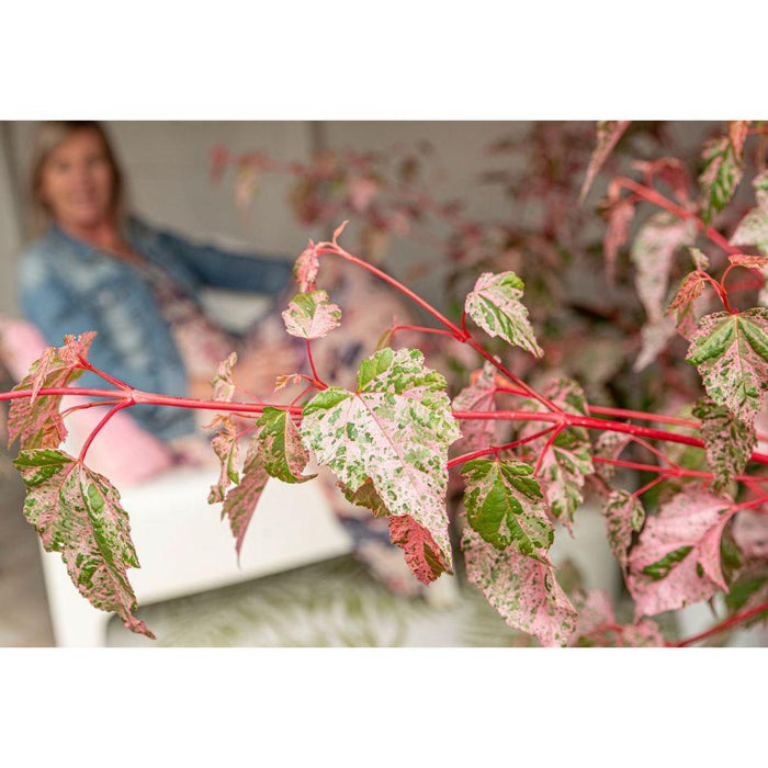 Japansk Lønn - Acer 'Red Flamingo' - ↨40Cm - Ø19Cm - Utendørs Plante