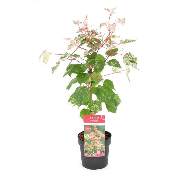 Japansk Lønn - Acer 'Red Flamingo' - ↨40Cm - Ø19Cm - Utendørs Plante