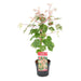 Japansk Lønn - Acer 'Red Flamingo' - ↨40Cm - Ø19Cm - Utendørs Plante