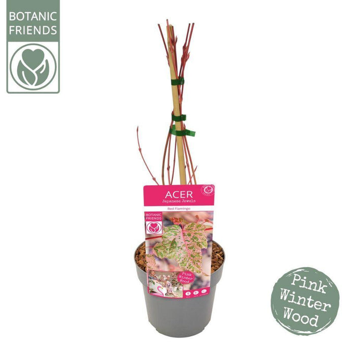 Japansk Lønn - Acer 'Red Flamingo' - ↨40Cm - Ø19Cm - Utendørs Plante