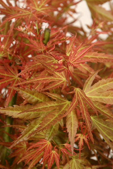 Japansk Lønn - Acer 'Wilson'S Pink Dwarf' - ↨40Cm - Ø19Cm - Eksteriør