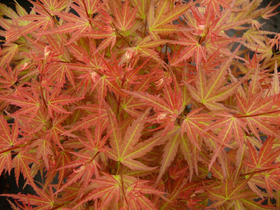 Japansk Lønn - Acer 'Wilson'S Pink Dwarf' - ↨40Cm - Ø19Cm - Eksteriør