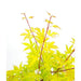 Japansk Lønn 'Anne Irene'® - ↨40Cm - Ø19Cm - Uteplante