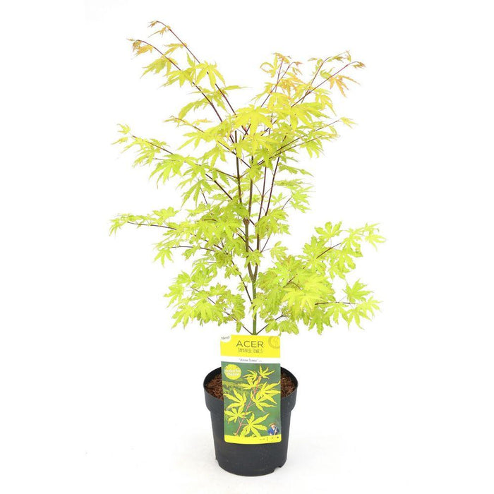 Japansk Lønn 'Anne Irene'® - ↨40Cm - Ø19Cm - Uteplante