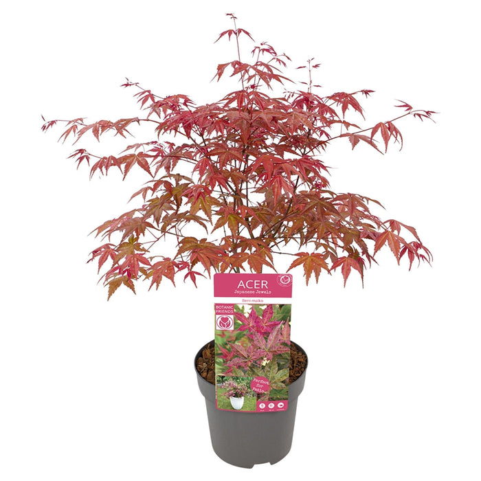 Japansk Lønn 'Beni-Macai' - ↨40Cm - Ø19Cm - Utendørs Plante