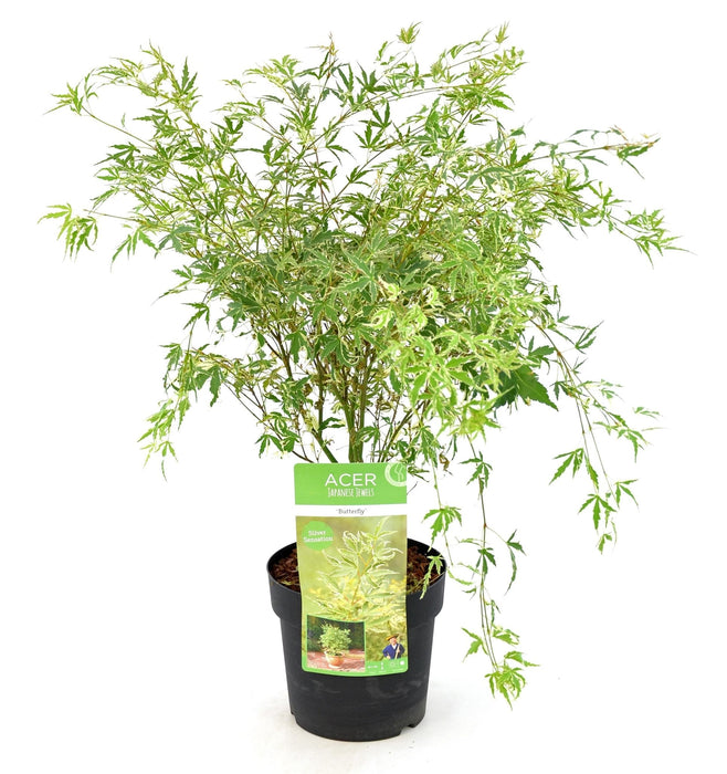 Japansk Maple 'Sommerfugl' - ↨40Cm - Ø19Cm - Uteplante